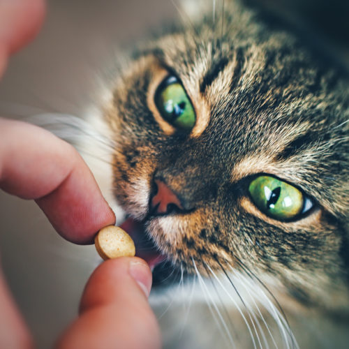 Cat with Green Eyes takes a Pill