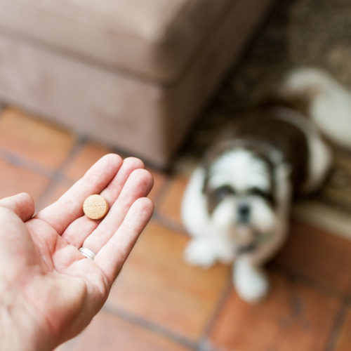 A pet owner's hand can be seen reaching out to give his dog a pill/tablet. The photo was taken from the pet owner's perspective, looking down at his Shih Tzu, who is expectendly looking up, and patiently waiting for his medication. The photo was taken in the home, as can be seen by the tile floor and rugs on the floor.