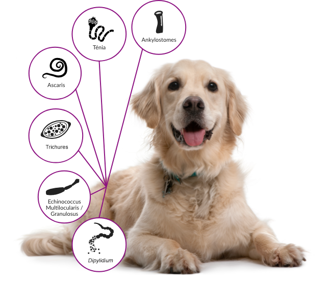 Schéma des types de vers intestinaux pouvant contaminer un chien