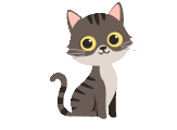 chat d'intérieur de plus de 6 mois
