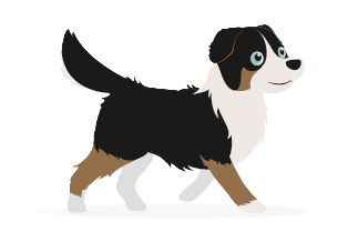 chien adulte de plus de 6 mois