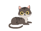 Chaton de 3 à 6 mois